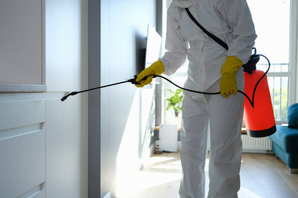 Best White Mold Remediation in St John, IN