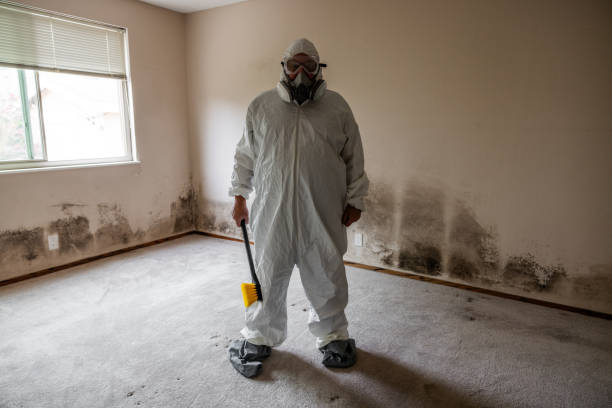 Best Commercial Mold Remediation in St John, IN