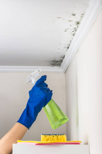 Best HVAC Mold Remediation in St John, IN