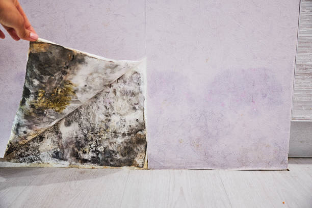 Professional Mold Remediation in St John, IN